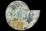 Cut Ammonite Fossil (Half) - Agatized #125567-1